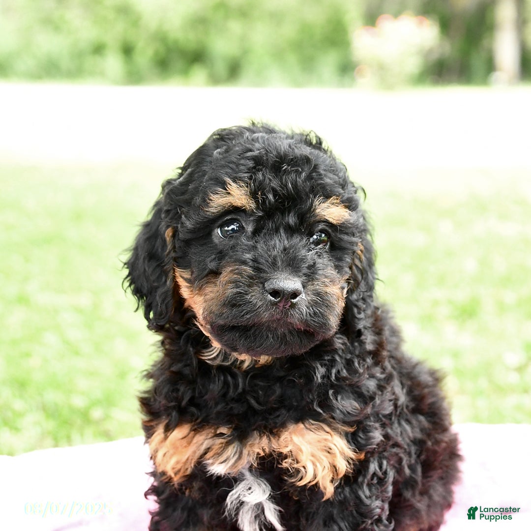 Miniature Poodle dogs for sale: Emma - Image 3