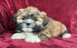 Shih Tzu dogs for sale: Dotty - Image 5