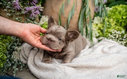 French Bulldog dogs for sale: Pearl - Image 6