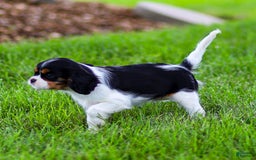 Cavalier King Charles Spaniel dogs for sale: Bailey - Image 4