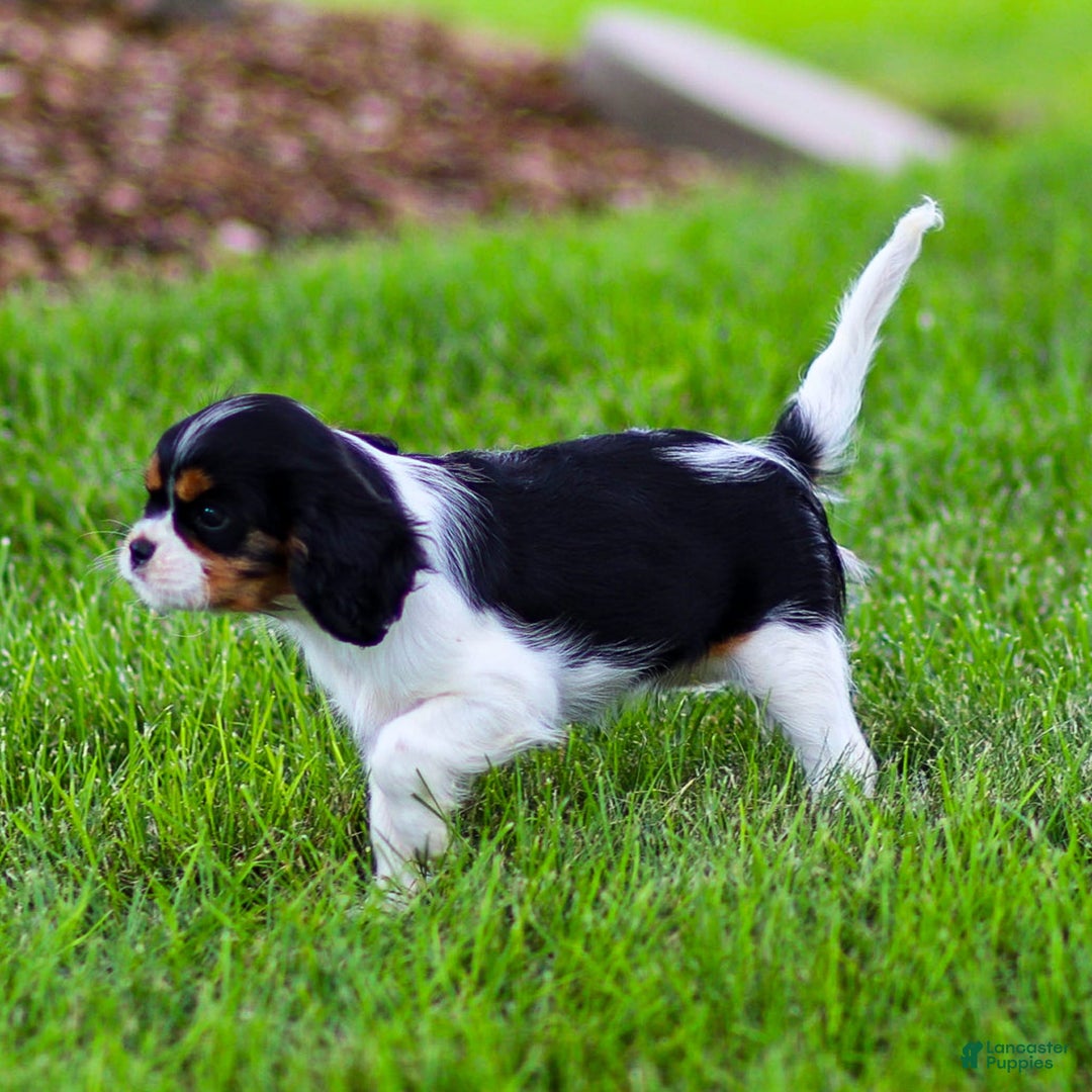 Cavalier King Charles Spaniel dogs for sale: Bailey - Image 4