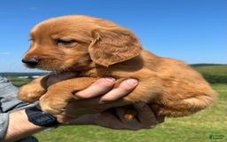 Golden Retriever dogs for sale: Meadow - Image 11
