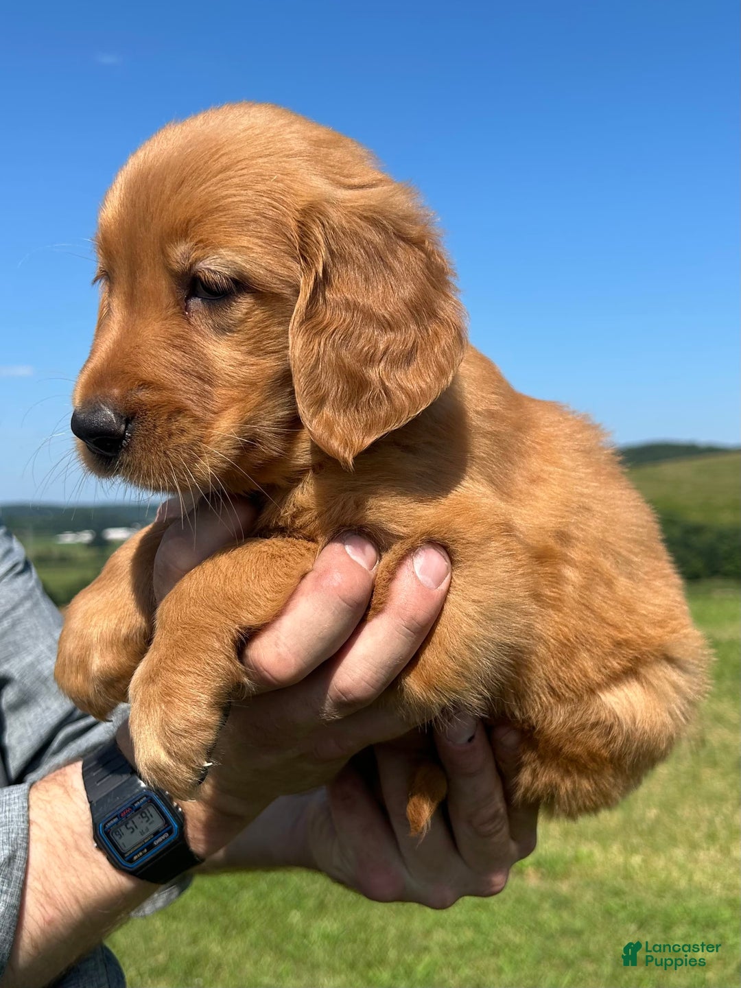 Golden Retriever dogs for sale: Meadow - Image 11