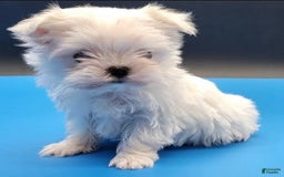 Maltese dogs for sale: Casper - Image 11