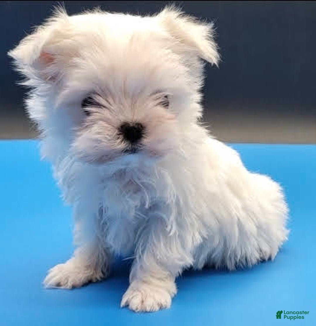 Maltese dogs for sale: Casper - Image 11