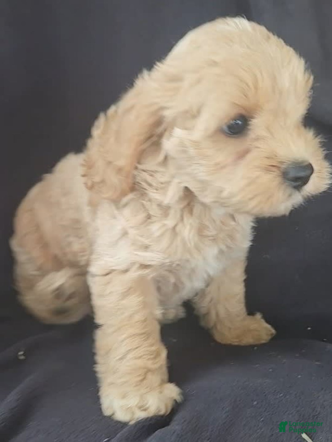 Cockapoo dogs for sale: Bella - Image 1