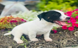 Jack Russell Terrier dogs for sale: Landon - Image 4