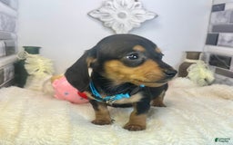 Miniature Dachshund dogs for sale: Jimmy - Image 1