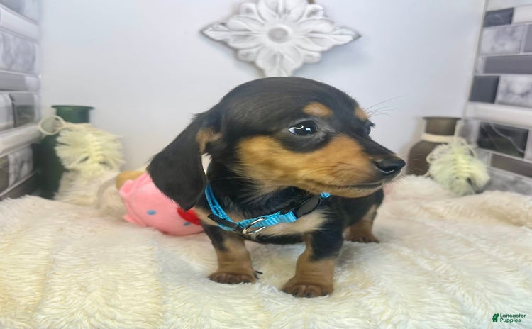 Miniature Dachshund dogs for sale - Ad 5