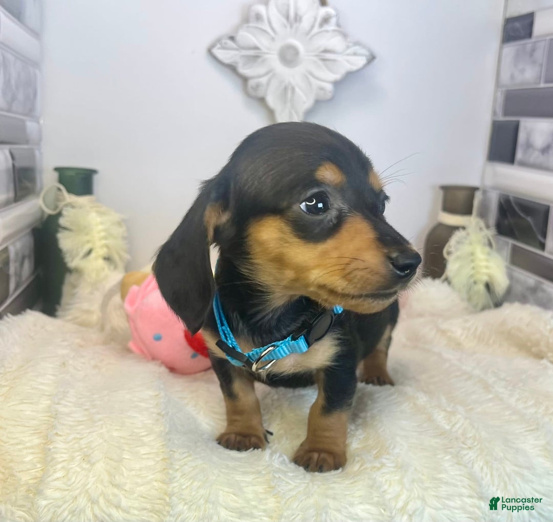Miniature Dachshund dogs for sale: Jimmy - Image 1