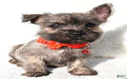 Cairn Terrier dogs for sale: Eclare - Image 2