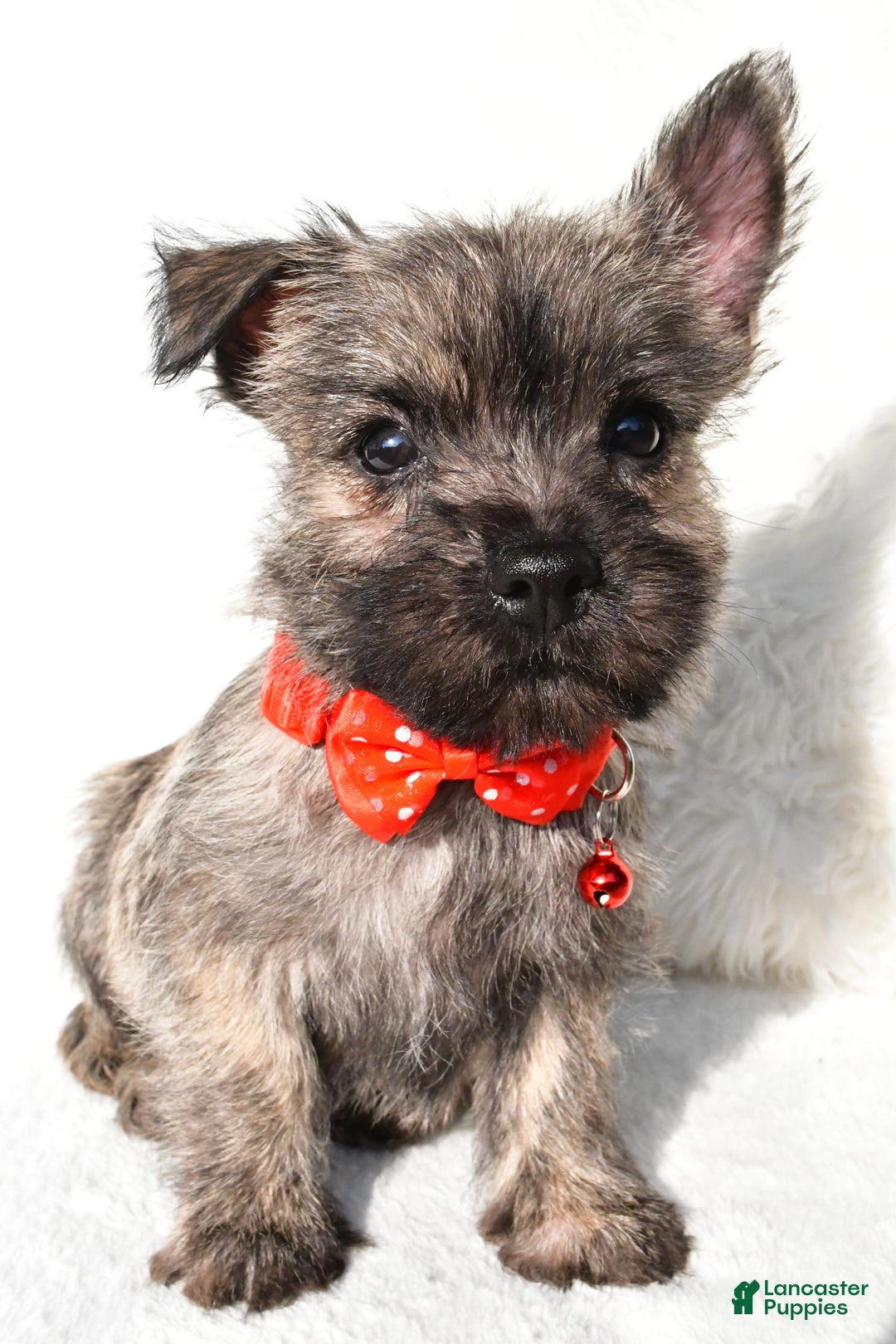 Cairn Terrier dogs for sale: Eclare - Image 2
