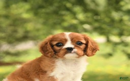 Cavalier King Charles Spaniel dogs for sale: Eden - Image 1