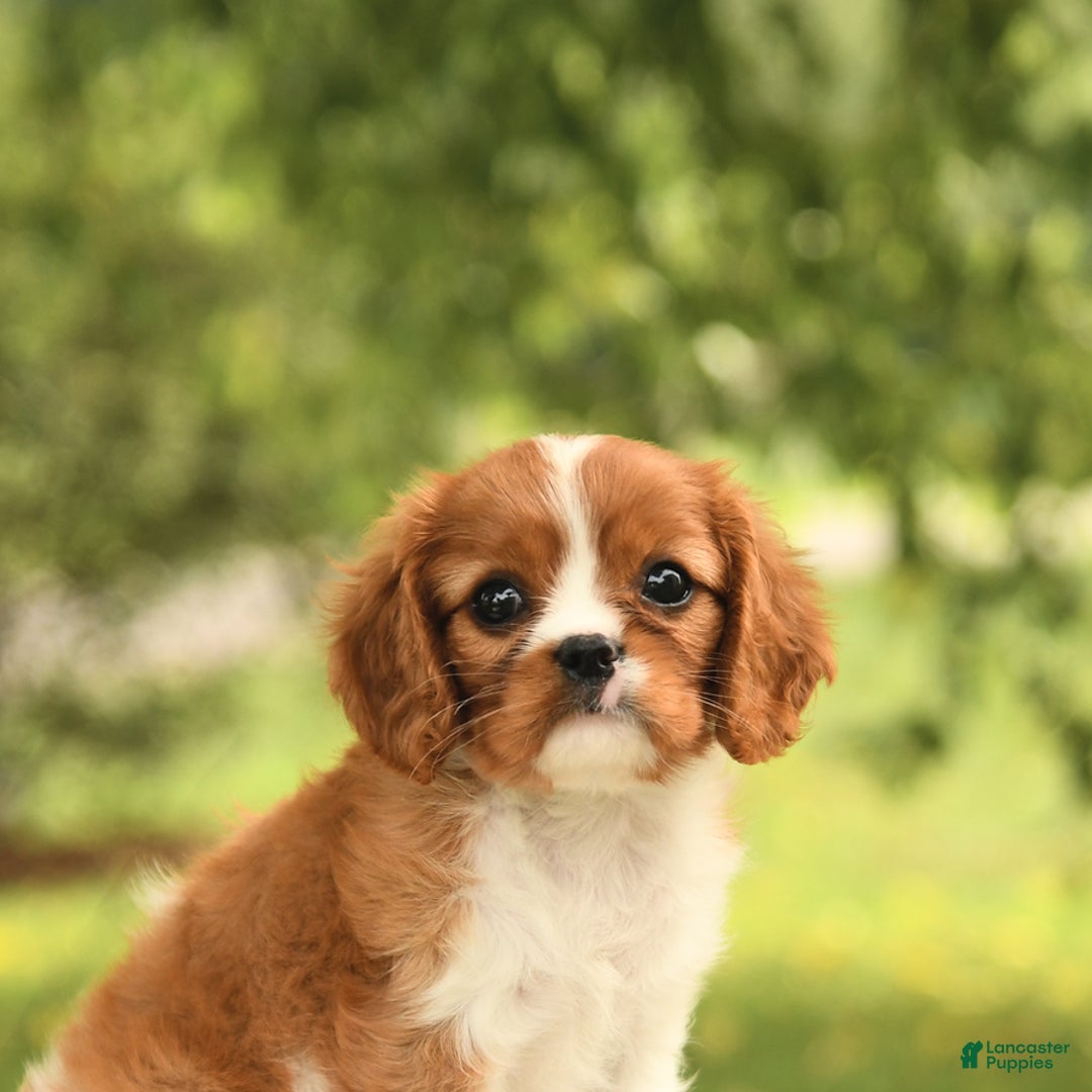 Cavalier King Charles Spaniel dogs for sale: Eden - Image 1