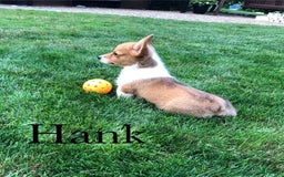 Welsh Corgi Pembroke dogs for sale: Hank - Image 3