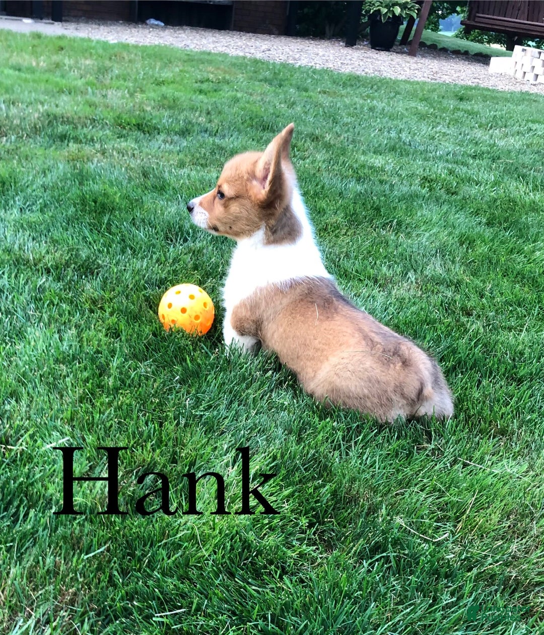 Welsh Corgi Pembroke dogs for sale: Hank - Image 3