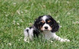 Cocker Spaniel dogs for sale: Derek - Image 1