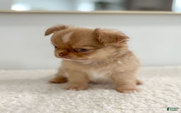 Chihuahua dogs for sale: Snickers - Image 5