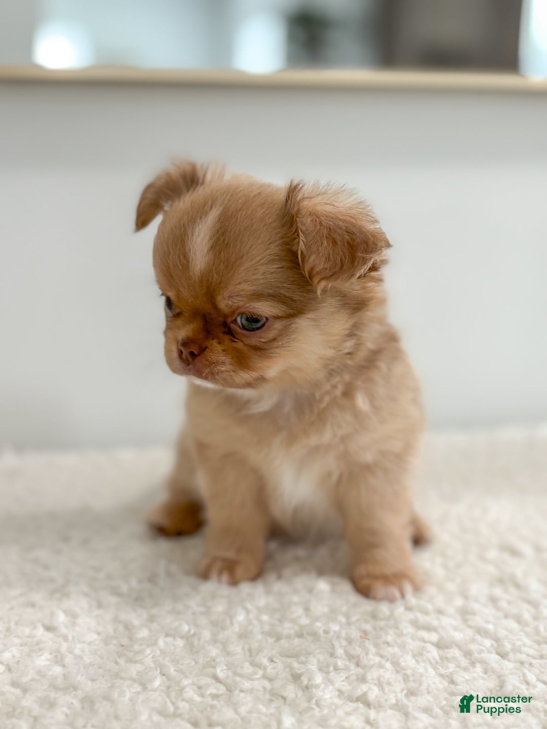 Chihuahua dogs for sale: Snickers - Image 5