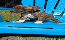American Pit Bull Terrier dogs for sale: Guage - Image 20