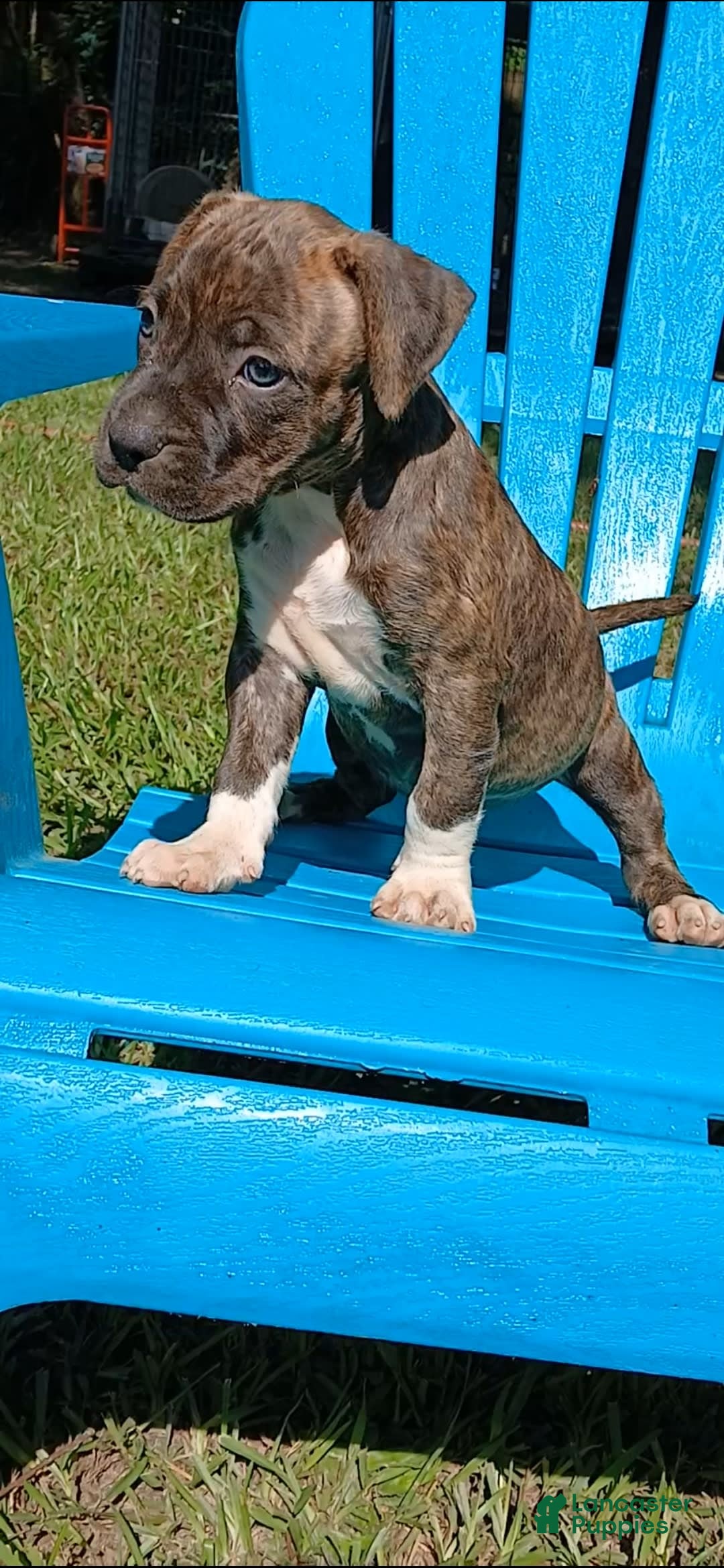 American Pit Bull Terrier dogs for sale: Guage - Image 20