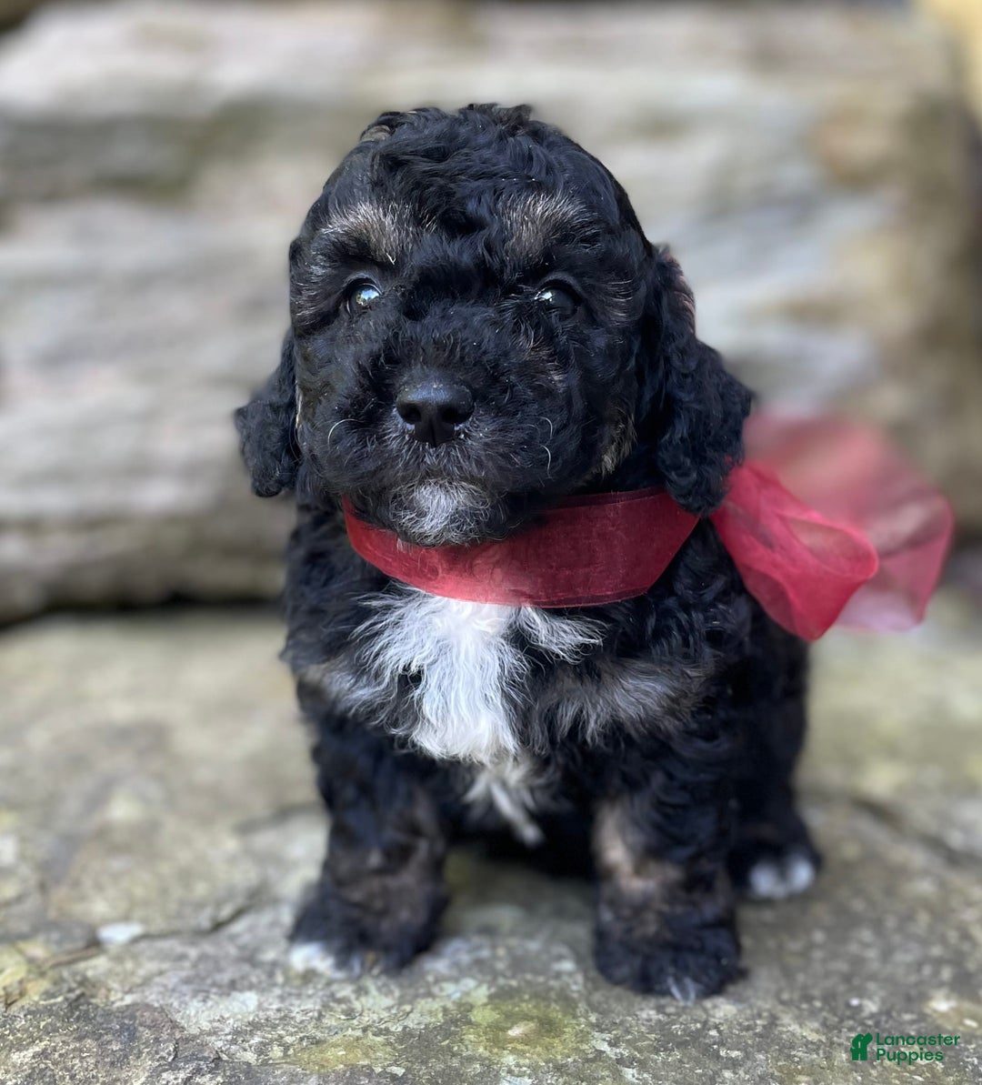 Miniature Poodle dogs for sale: Tessa - Image 6