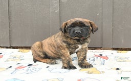 English Mastiff dogs for sale: Kayla - Image 4