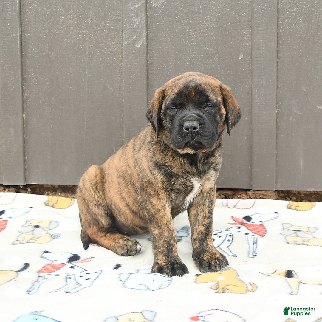 English Mastiff dogs for sale: Kayla - Image 4