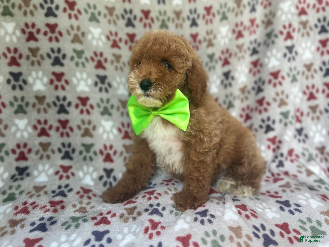 Cockapoo dogs for sale: Ridge - Image 5