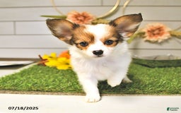Papillon dogs for sale: Brett - Image 8