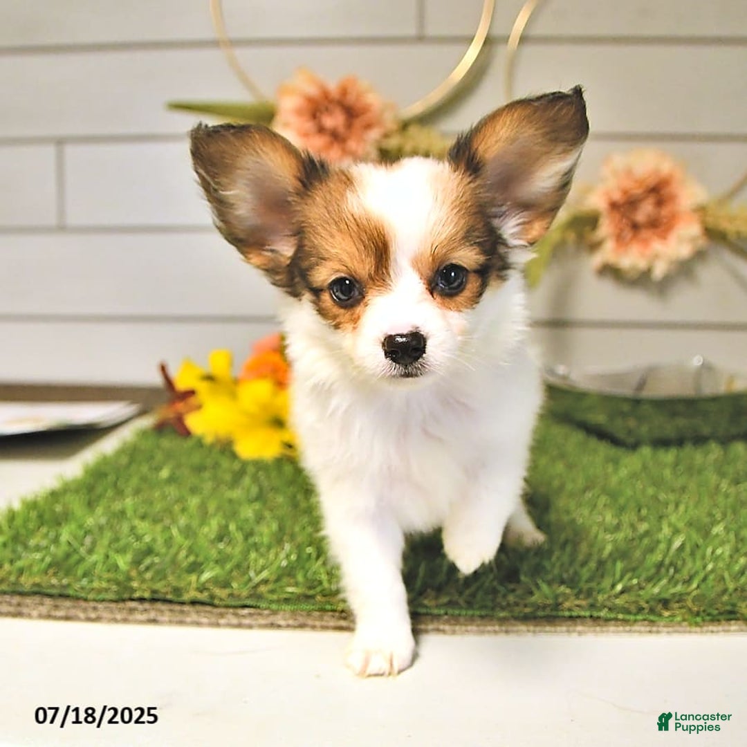 Papillon dogs for sale: Brett - Image 8