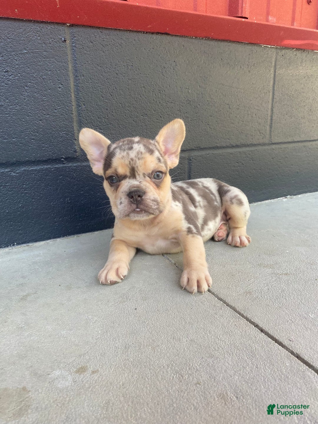 French Bulldog dogs for sale: Zookie - Image 2