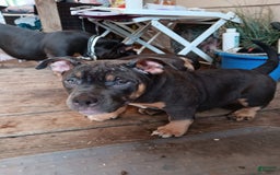 American Bully dogs for sale: Green Col - Image 9