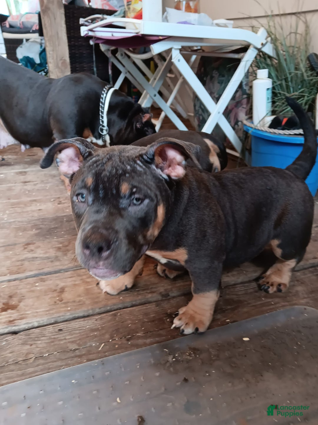 American Bully dogs for sale: Green Col - Image 9