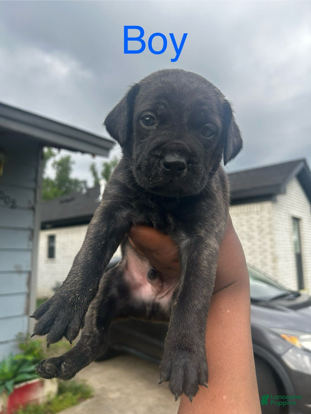 Cane Corso dogs for sale: Leo - Image 2
