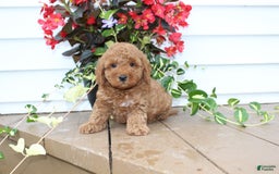 Mini Goldendoodle dogs for sale: Kris - Image 5