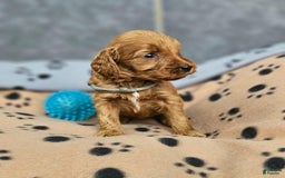 Cockapoo dogs for sale: Sam - Image 2