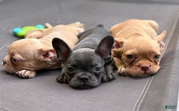 French Bulldog dogs for sale: Regina - Image 3