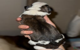 Saint Bernard dogs for sale: Iris - Image 3