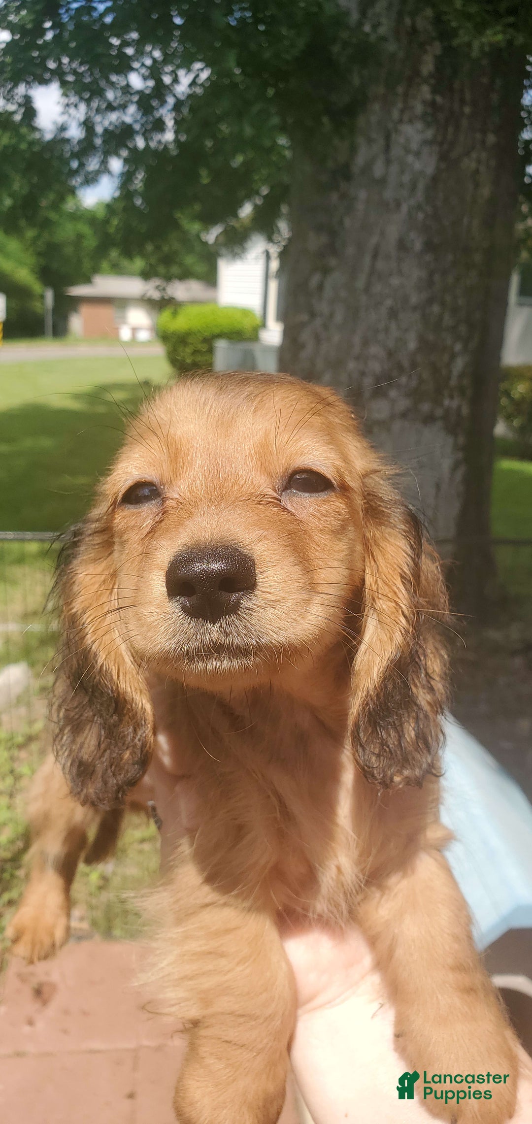 Miniature Dachshund dogs for sale: Brule - Image 1