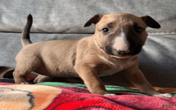 Bull Terrier dogs for sale: Everest - Image 6