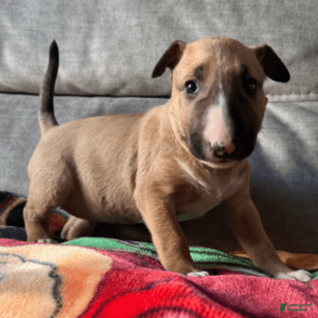 Bull Terrier dogs for sale: Everest - Image 6
