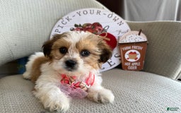 Teddy Bear dogs for sale: Pumpkin - Image 2