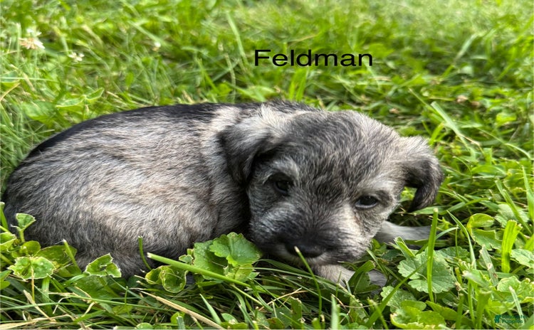 Miniature Schnauzer dogs for sale - Ad 5