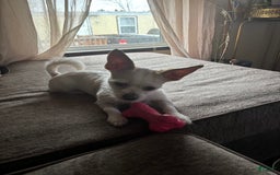 Chihuahua dogs for sale: Jewel - Image 4