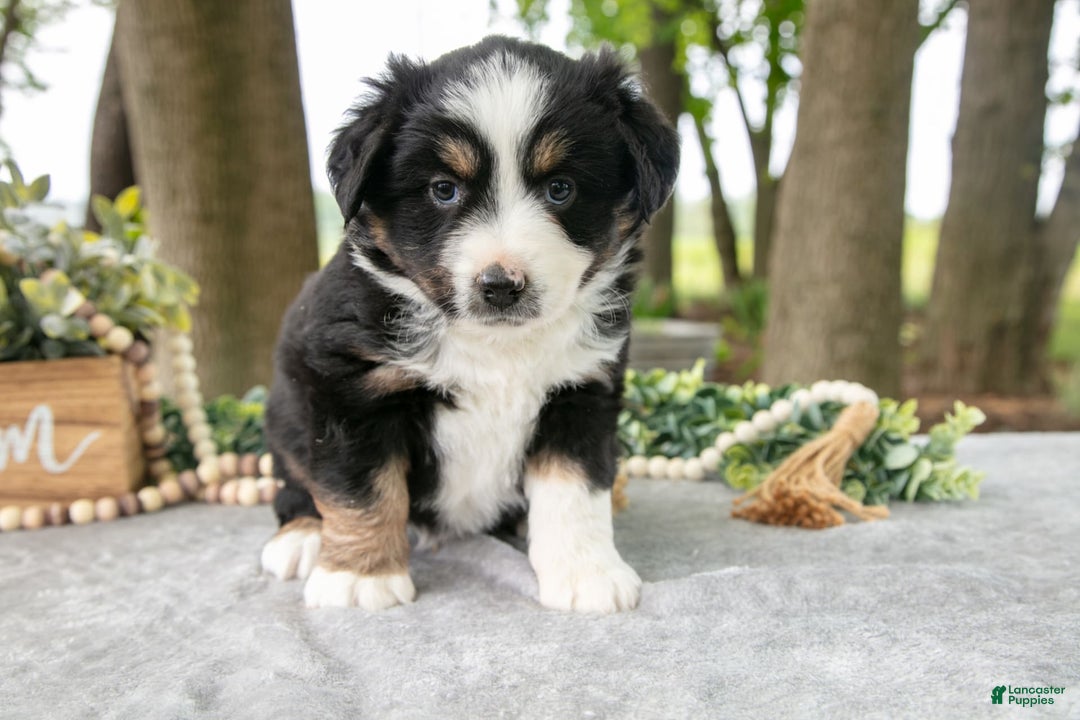 Miniature Australian Shepherd dogs for sale: Dreamer - Image 2