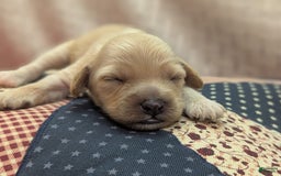 Cockapoo dogs for sale: Magnus - Image 13