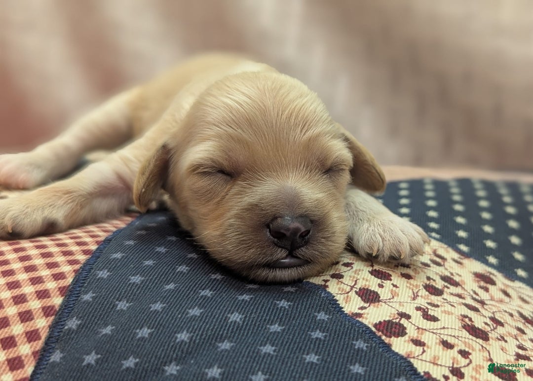 Cockapoo dogs for sale: Magnus - Image 13