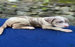 American Bully dogs for sale: Hot Head / Deja Vu - Image 15