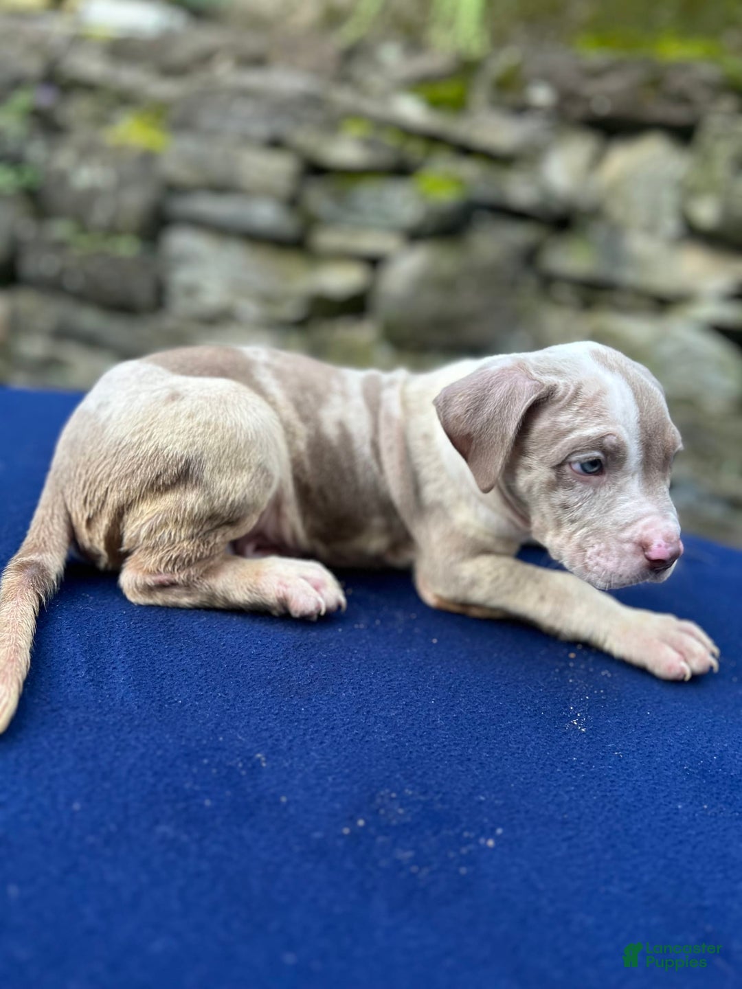 American Bully dogs for sale: Hot Head / Deja Vu - Image 15